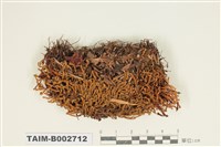 藏品(砂苔)的圖片